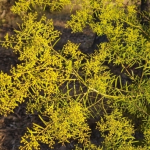 Acacia boormanii at Farrer, ACT - 7 Aug 2023