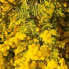 Acacia cardiophylla (Wyalong Wattle) at Farrer Ridge - 7 Aug 2023 by Mike
