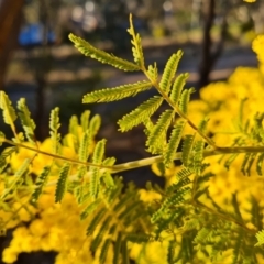 Acacia cardiophylla at Farrer, ACT - 7 Aug 2023