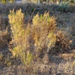 Cassinia sifton (Sifton Bush, Chinese Shrub) at Farrer Ridge - 7 Aug 2023 by Mike