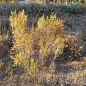 Cassinia sifton at Farrer, ACT - 7 Aug 2023 04:28 PM