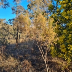 Cassinia sifton (Sifton Bush, Chinese Shrub) at Farrer Ridge - 7 Aug 2023 by Mike