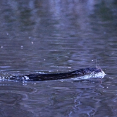 Hydromys chrysogaster (Rakali or Water Rat) at Jerrabomberra Wetlands - 4 Aug 2023 by davidcunninghamwildlife