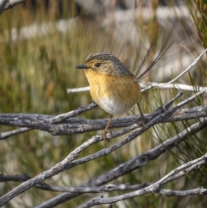 Stipiturus malachurus at Green Cape, NSW - 14 Jul 2023