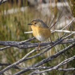 Stipiturus malachurus (Southern Emuwren) at Green Cape North - 14 Jul 2023 by trevsci