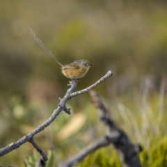 Stipiturus malachurus at Green Cape, NSW - suppressed