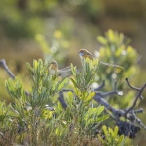 Stipiturus malachurus at Green Cape, NSW - suppressed