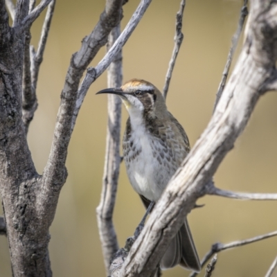 Glyciphila melanops (Tawny-crowned Honeyeater) at Green Cape, NSW - 14 Jul 2023 by trevsci