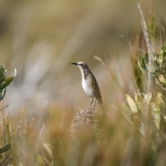 Glyciphila melanops at Green Cape, NSW - 14 Jul 2023 11:38 AM