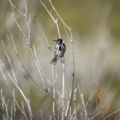 Phylidonyris novaehollandiae (New Holland Honeyeater) at Green Cape, NSW - 14 Jul 2023 by trevsci