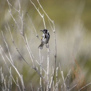 Phylidonyris novaehollandiae at Green Cape, NSW - 14 Jul 2023