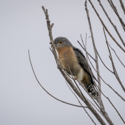 Cacomantis flabelliformis (Fan-tailed Cuckoo) at Ben Boyd National Park - 14 Jul 2023 by trevsci