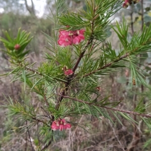 Grevillea rosmarinifolia subsp. rosmarinifolia at Fadden, ACT - 6 Aug 2023 05:03 PM