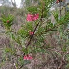 Grevillea rosmarinifolia subsp. rosmarinifolia (Rosemary Grevillea) at Fadden, ACT - 6 Aug 2023 by KumikoCallaway