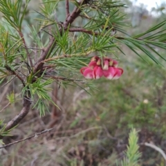 Grevillea rosmarinifolia subsp. rosmarinifolia at Fadden, ACT - 6 Aug 2023 05:03 PM