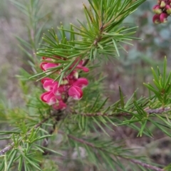 Grevillea rosmarinifolia subsp. rosmarinifolia at Fadden, ACT - 6 Aug 2023 05:03 PM