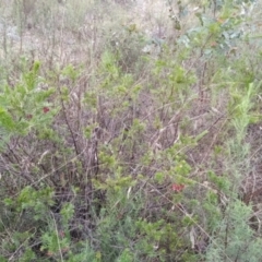 Grevillea rosmarinifolia subsp. rosmarinifolia at Fadden, ACT - 6 Aug 2023