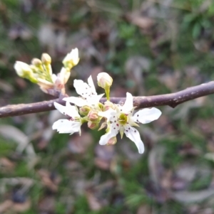 Pyrus sp. at Fadden, ACT - 6 Aug 2023