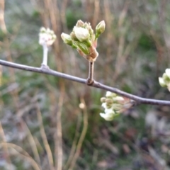 Pyrus sp. at Fadden, ACT - 6 Aug 2023