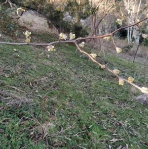 Pyrus sp. at Fadden, ACT - 6 Aug 2023 04:05 PM