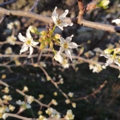 Pyrus sp. at Fadden, ACT - 6 Aug 2023 04:05 PM