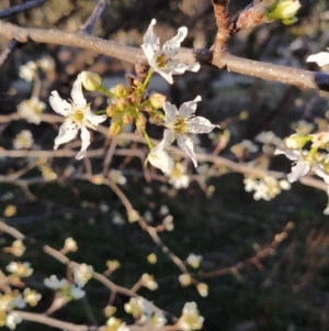 Pyrus sp. at Fadden, ACT - 6 Aug 2023 04:05 PM