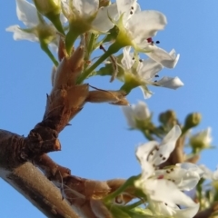 Pyrus sp. at Fadden, ACT - 6 Aug 2023 04:05 PM