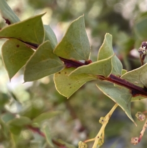 Acacia pravissima at Rendezvous Creek, ACT - 7 Aug 2023 01:17 PM