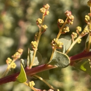 Acacia pravissima at Rendezvous Creek, ACT - 7 Aug 2023 01:17 PM