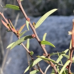 Acacia siculiformis (Dagger Wattle) at Rendezvous Creek, ACT - 7 Aug 2023 by JaneR