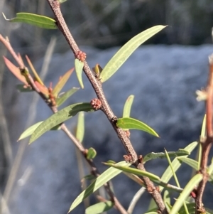 Acacia siculiformis at Rendezvous Creek, ACT - 7 Aug 2023 02:00 PM