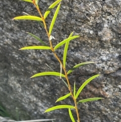 Acacia siculiformis at Rendezvous Creek, ACT - 7 Aug 2023