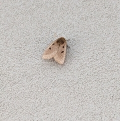 Anthela ocellata (Eyespot Anthelid moth) at Melba, ACT - 23 Mar 2023 by chriselidie