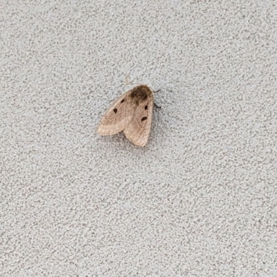 Anthela ocellata (Eyespot Anthelid moth) at Melba, ACT - 23 Mar 2023 by chriselidie