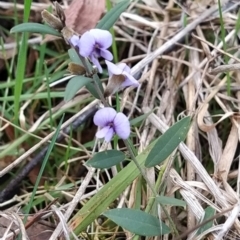 Hovea heterophylla (Common Hovea) at Wanniassa Hill - 6 Aug 2023 by KumikoCallaway