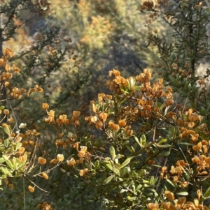 Bursaria spinosa subsp. lasiophylla at Rendezvous Creek, ACT - 7 Aug 2023