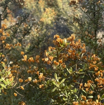 Bursaria spinosa subsp. lasiophylla (Australian Blackthorn) at Namadgi National Park - 7 Aug 2023 by JaneR