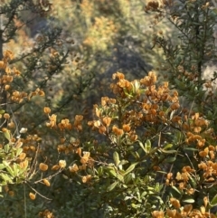 Bursaria spinosa subsp. lasiophylla (Australian Blackthorn) at Rendezvous Creek, ACT - 7 Aug 2023 by JaneR