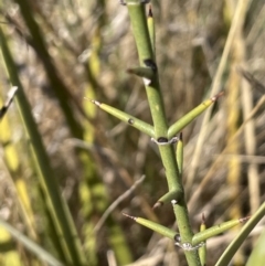 Discaria pubescens (Australian Anchor Plant) at Namadgi National Park - 7 Aug 2023 by JaneR