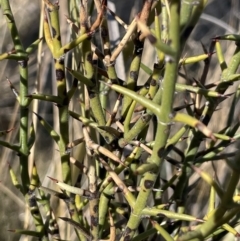 Discaria pubescens at Rendezvous Creek, ACT - 7 Aug 2023