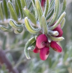 Grevillea lanigera (Woolly Grevillea) at Namadgi National Park - 7 Aug 2023 by JaneR