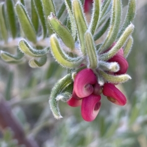 Grevillea lanigera at Rendezvous Creek, ACT - 7 Aug 2023