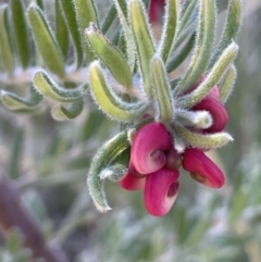 Grevillea lanigera (Woolly Grevillea) at Rendezvous Creek, ACT - 7 Aug 2023 by JaneR
