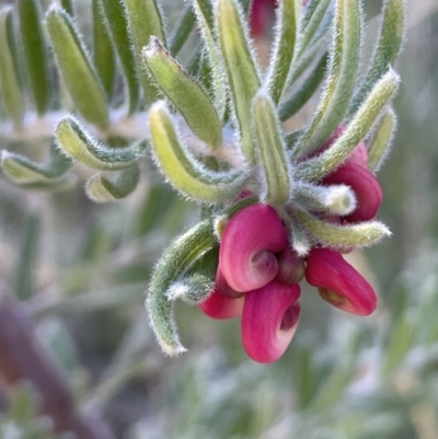 Grevillea lanigera (Woolly Grevillea) at Rendezvous Creek, ACT - 7 Aug 2023 by JaneR