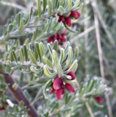 Grevillea lanigera at Rendezvous Creek, ACT - 7 Aug 2023