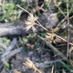 Juncus homalocaulis (A Rush) at Rendezvous Creek, ACT - 7 Aug 2023 by JaneR