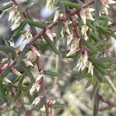 Styphelia fletcheri subsp. brevisepala (Twin Flower Beard-Heath) at Namadgi National Park - 7 Aug 2023 by JaneR