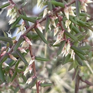Leucopogon fletcheri subsp. brevisepalus at Rendezvous Creek, ACT - 7 Aug 2023