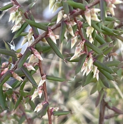 Leucopogon fletcheri subsp. brevisepalus (Twin Flower Beard-Heath) at Rendezvous Creek, ACT - 7 Aug 2023 by JaneR