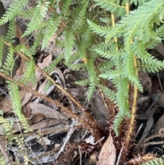 Polystichum proliferum (Mother Shield Fern) at Rendezvous Creek, ACT - 7 Aug 2023 by JaneR